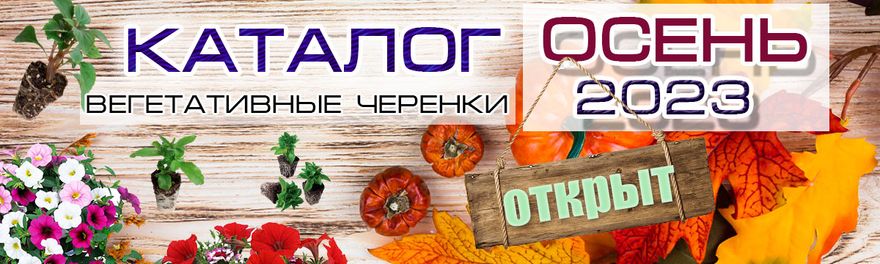 Купить рассаду оптом от производителя: агрофирма «Виола»