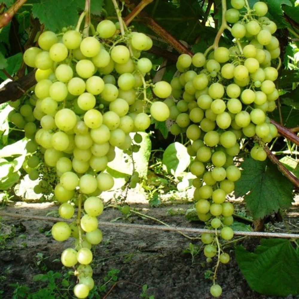 Виноград Тукай