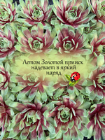 Молодило Золотой прииск золотистое каменная роза