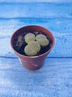 Lithops sp. (Литопсы)