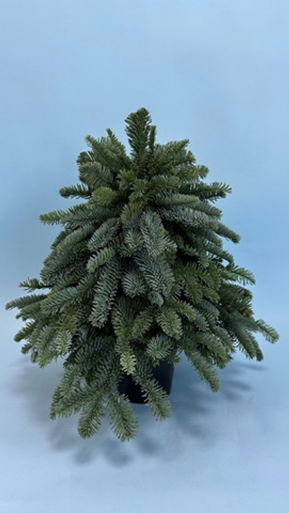 Елка из нобилиса #63