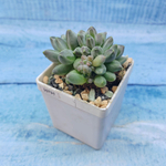 Pachyphytum compactum (Пахифитум)