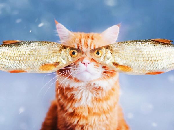 Можно ли давать котам рыбу — сырую, варёную или в кормах? | Blitz