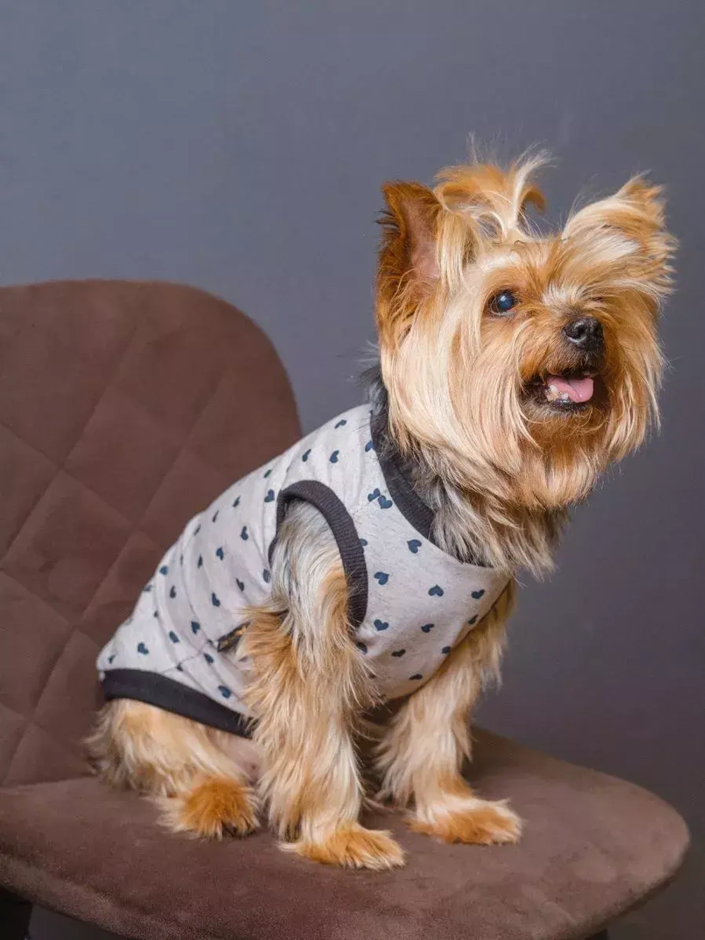 Майка для собак и кошек