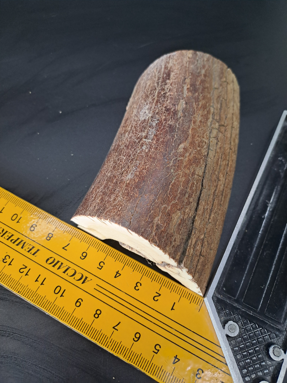 Бивень мамонта для коллекции и поделок