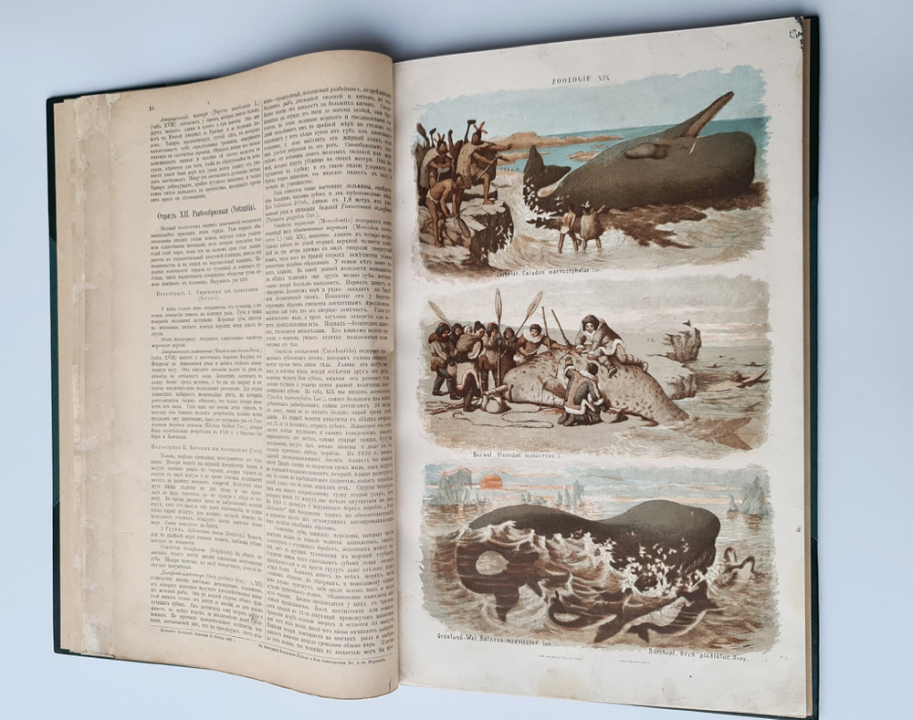 "Большой зоологический, ботанический и минералогический атлас : Handatlas der Naturgeschichte aller drei Reiche". Г. Хайек : Hayek, Gustav von. Grosser. 1888г. - антикварное издание