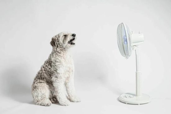 Как защитить собаку от перегрева?