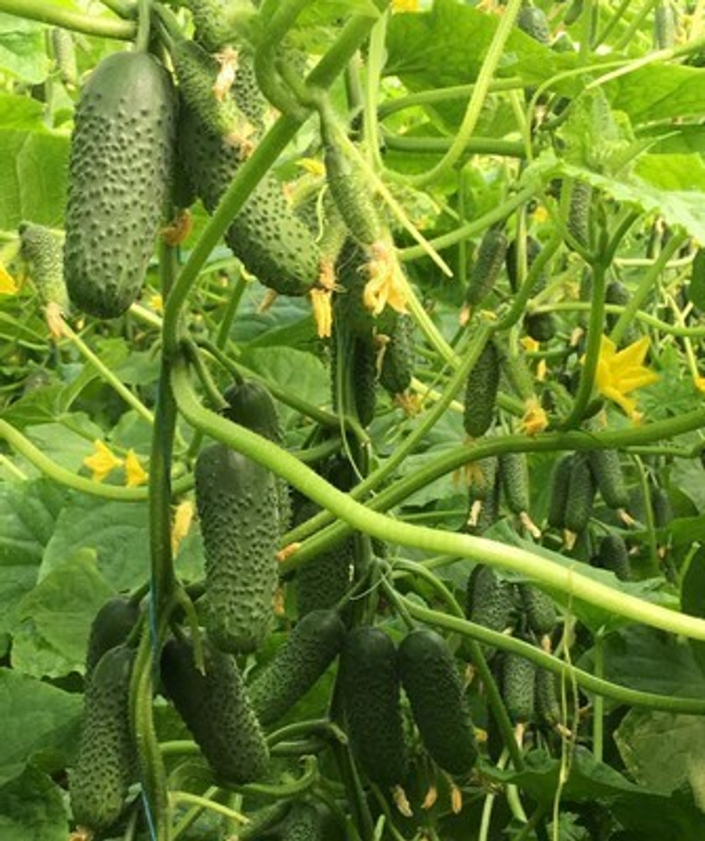 Мадейра F1 семена огурца (Seminis / Семинис)