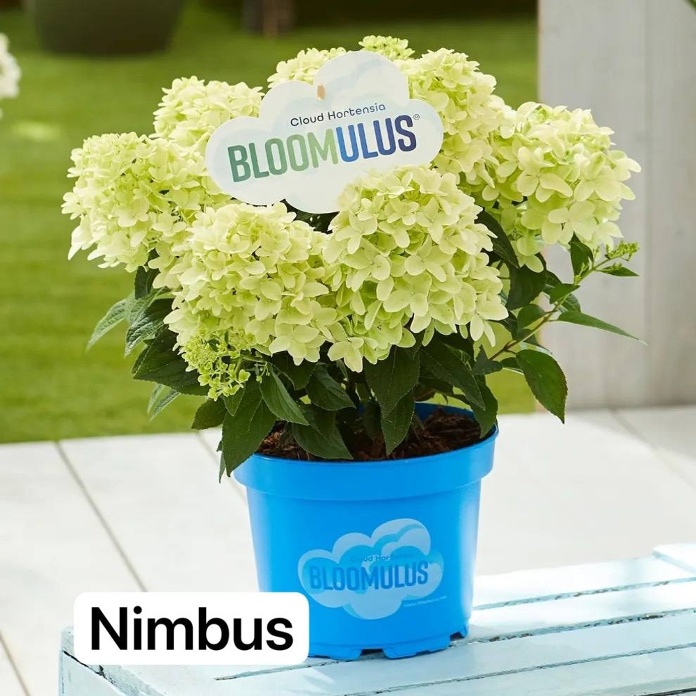 Нимбус (Bloomulus Nimbus ) Серия "Облака" гортензия метельчатая Р9