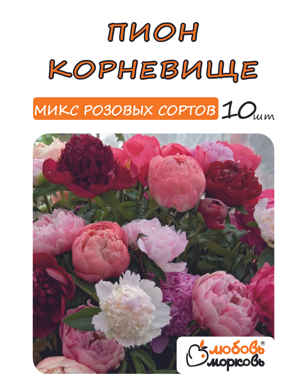 Пион Корневище, Микс розовых сортов, 10шт