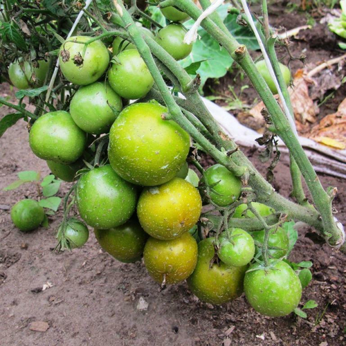 Помидоры Лайм Грин Салад - Lime Green Salad