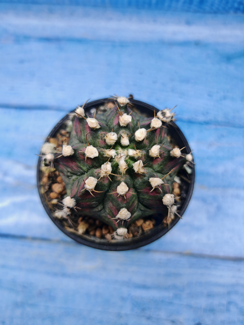 Gymnocalycium T-Rex Pink hybrid (Гимнокалициум T-rex)