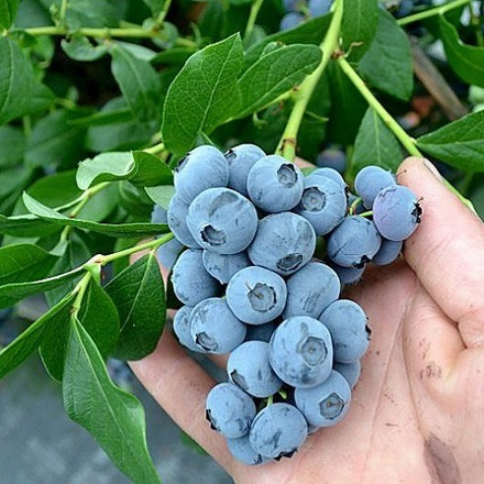 Голубика сорт Патриот