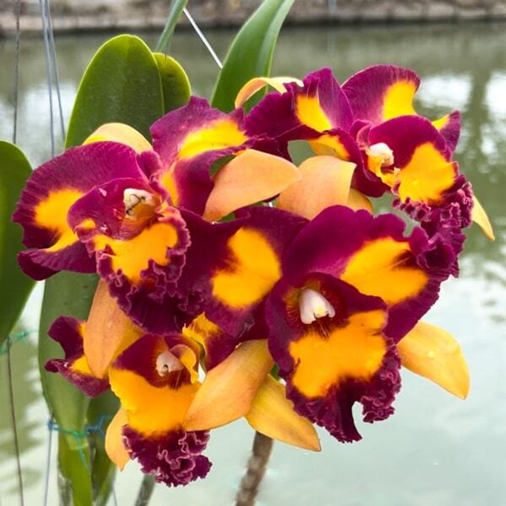 Орхидея ринхолелиокаттлея RLC. SIAM PALETTE GOLDEN BUTTERFLY