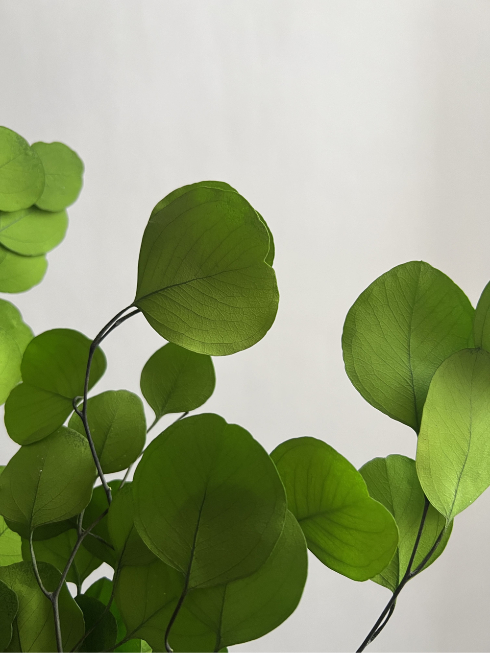 Эвкалипт Популус стабилизированный салатовый