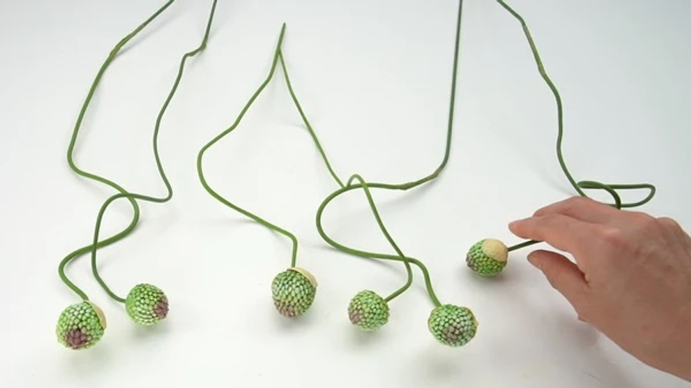 Молд головка лука аллиума