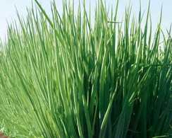 Гульден семена лука на перо (Гавриш)