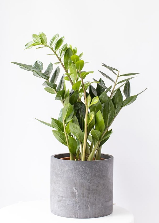 Замиокулькас