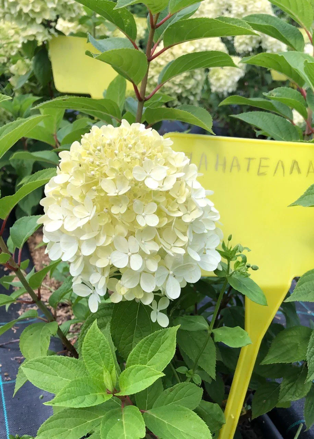 Гортензия метельчатая Панателла (Hydrangea paniculata Panatella)