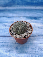 Euphorbia Obesa (Эуфорбия)