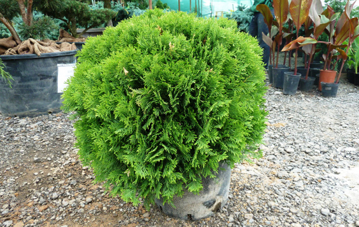 Туя западная Даника Р9 15-20 см Закупка М62 апрель-май 2026