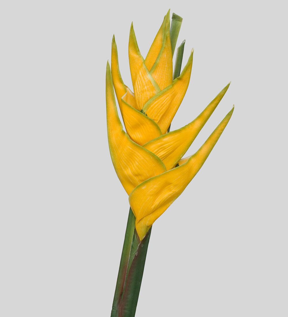 TR 631 Геликония