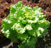 Гигантский Нежный Салат Джентиле  - Lattuga Gentile