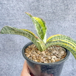 Сансевиерия PHUPRAMORN DELIGHT VAR