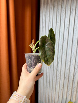 Алоказия Азлани, D9см Н20см, 1шт, Urban Jungle (2962)