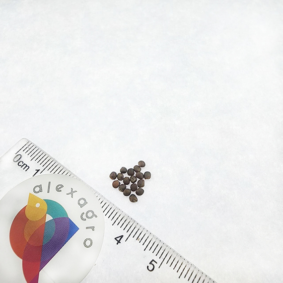 АБАКУС F1  семена капусты брюссельской  (Syngenta | Alexagro) – фото 5