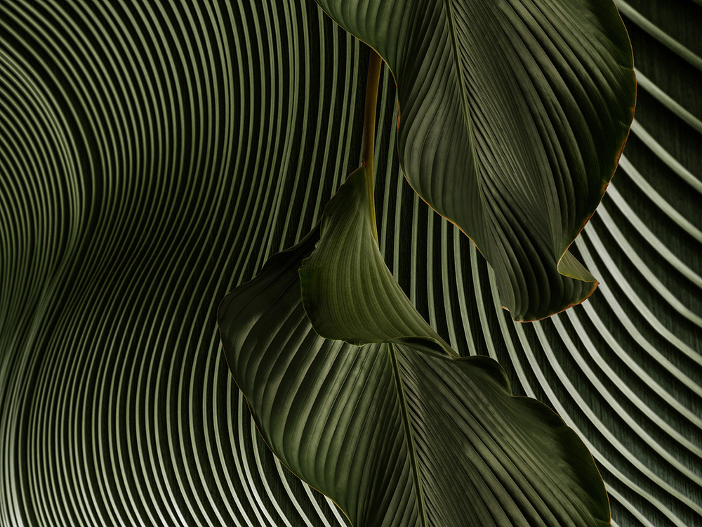 Дизайнерские обои Wall Street GreenDay-21