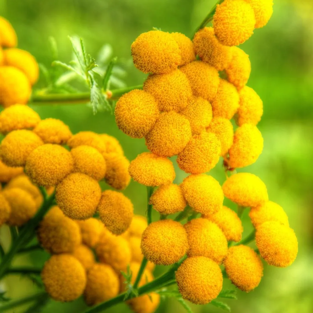 Пижма обыкновенная (дикая рябинка)