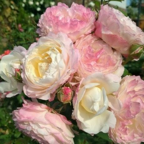 Андре Брише (André Brichet)