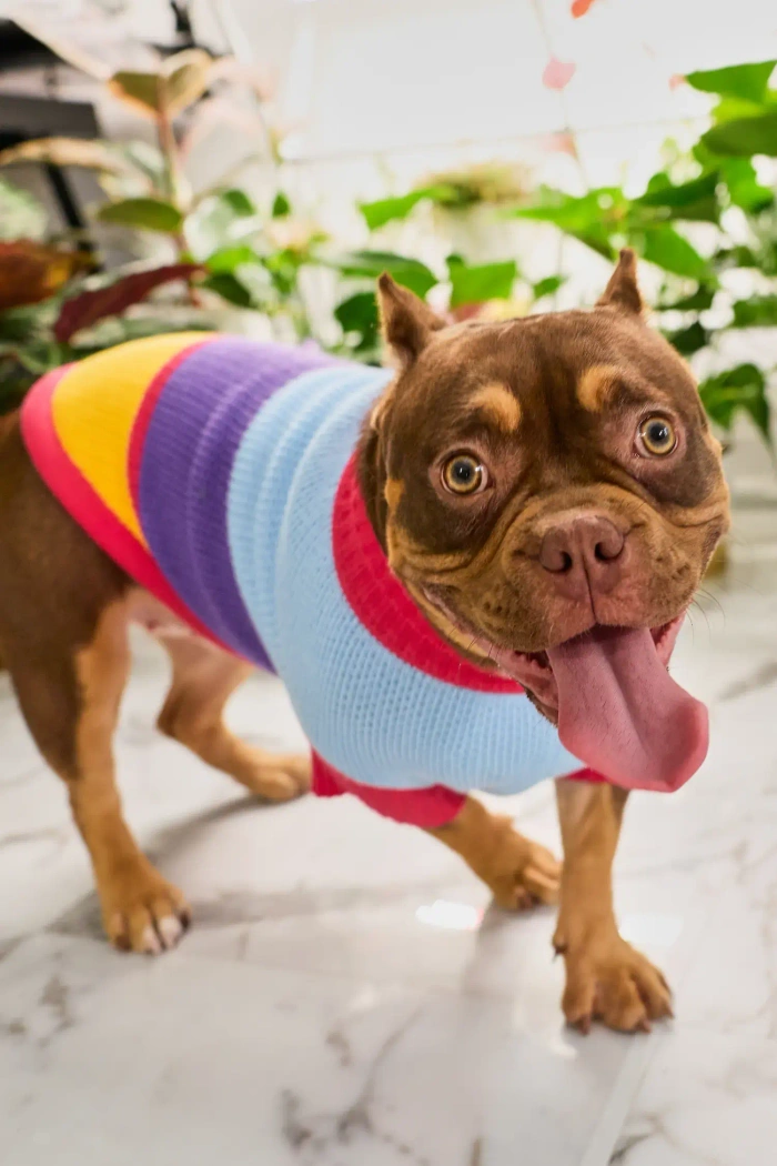 Для собачки