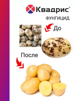 Квадрис фунгицид от болезней 20 мл