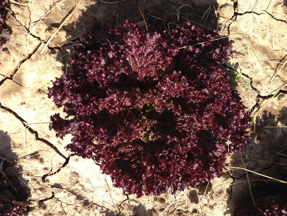 КАРМЕЗИ семена салата Rijk Zwaan купить – фото 7