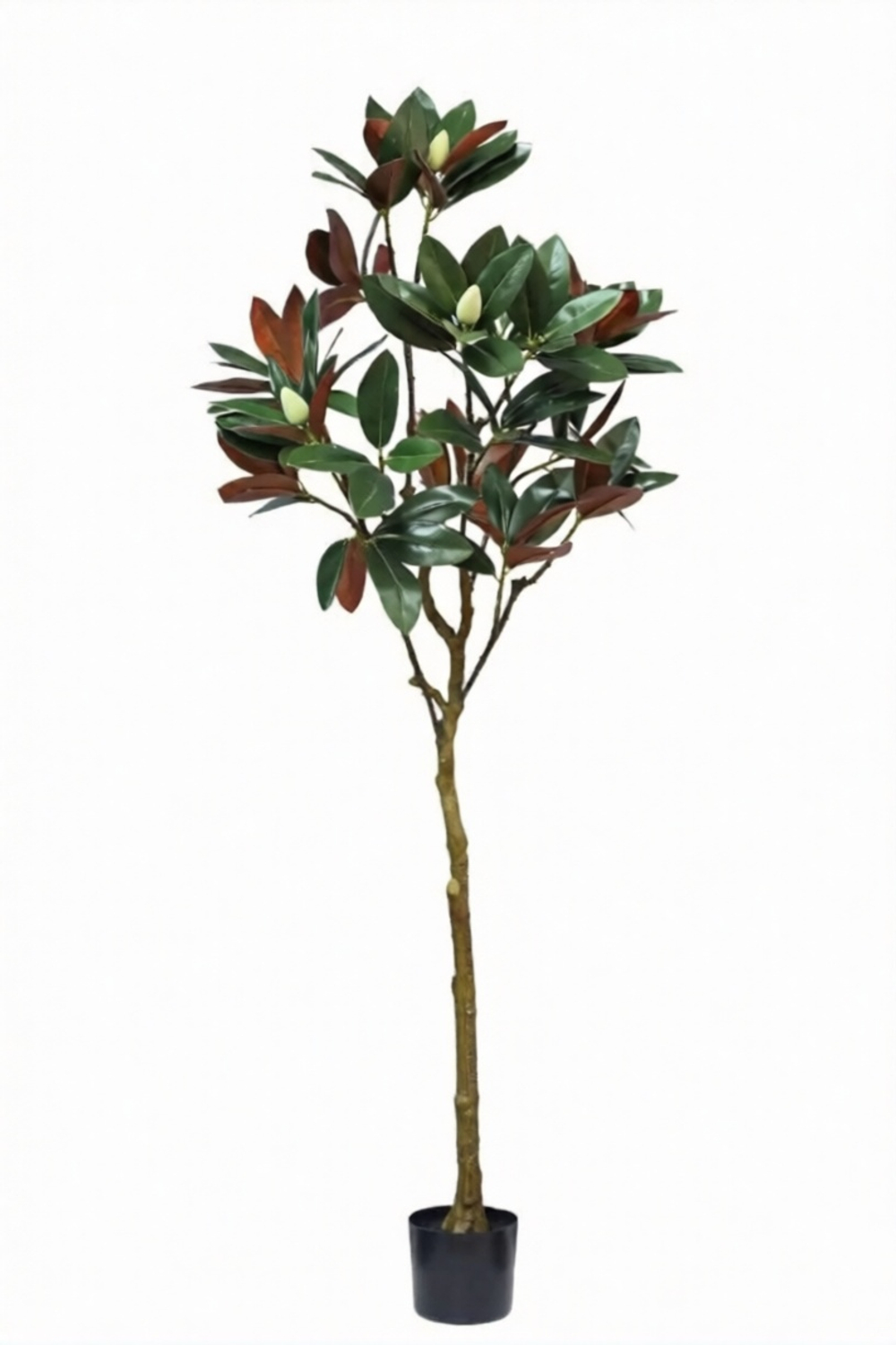 Дерево Магнолии в кашпо 150см