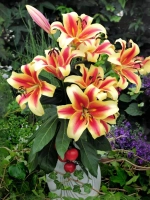 Лилия Флавия (ОТ-гибрид)