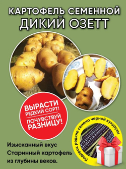 Дикий картофель, 4 сорта, 12 клубней