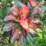 Кордилина NGO THOT – CHAO NGO 2