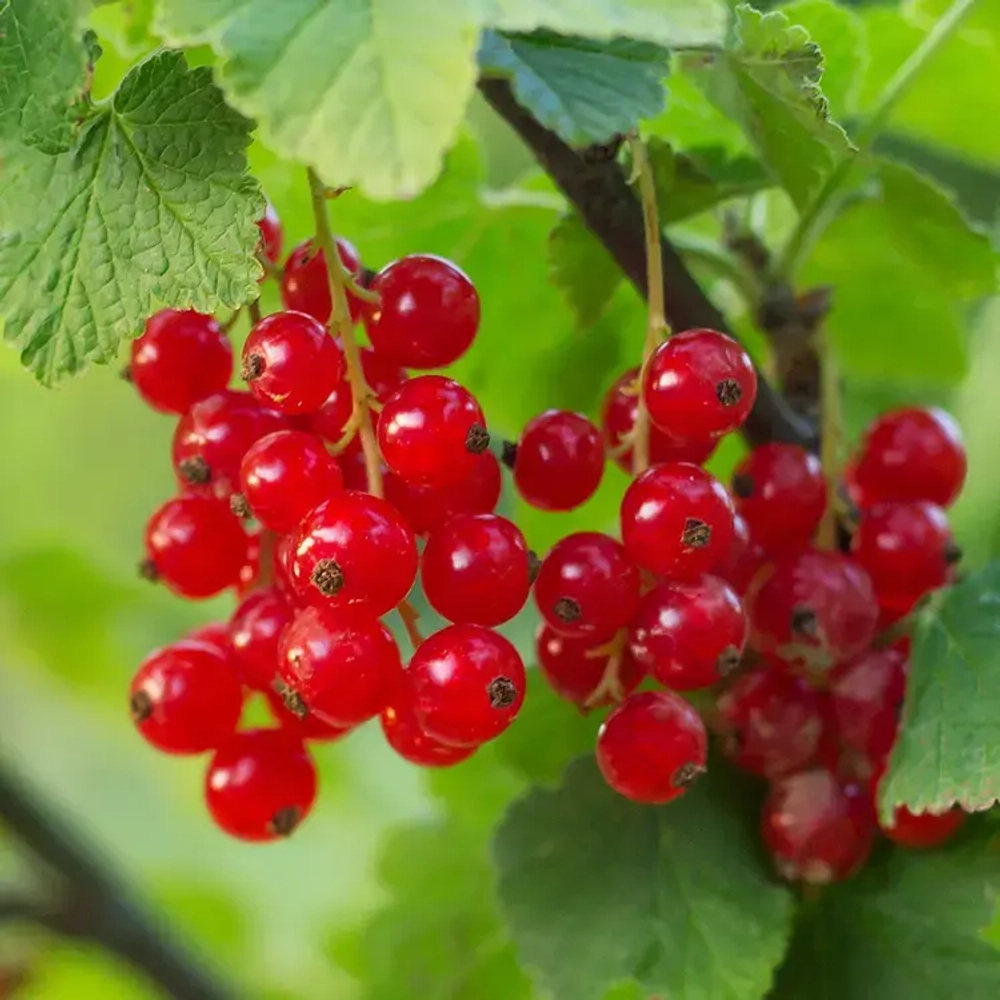 Отдушка CS - Заготовленная Красная смородина (Foraged Red Currant)