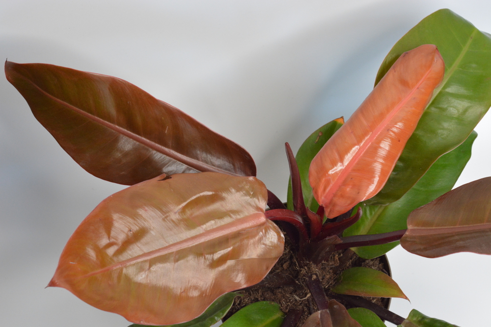 Филодендрон Принц Оф Оранж / Philodendron Prince of Orange