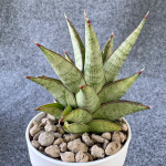 Сансевиерия ROCKMAN