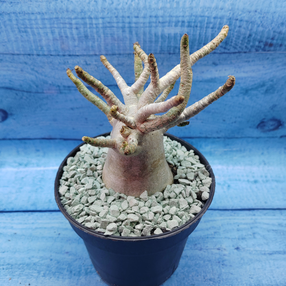Adenium Baobab (Адениум)