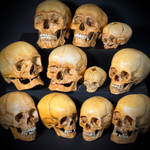 Набор «Череп человека» (анатомические модели)