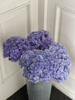 Гортензия в фиолетовом оттенке