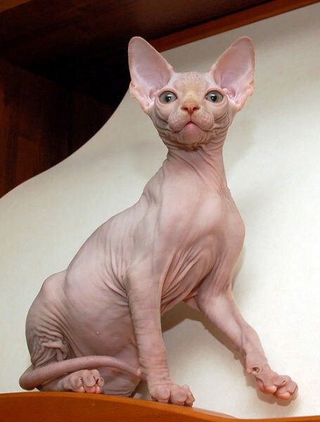 Канадский сфинкс Канадский сфинкс