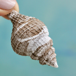 Молды силиконовые для творчества "Набор 3 молда: ракушка, морской ёж, морская звезда"/ форма для полимерной глины, мыла, воска, гипса и эпоксидной смолы