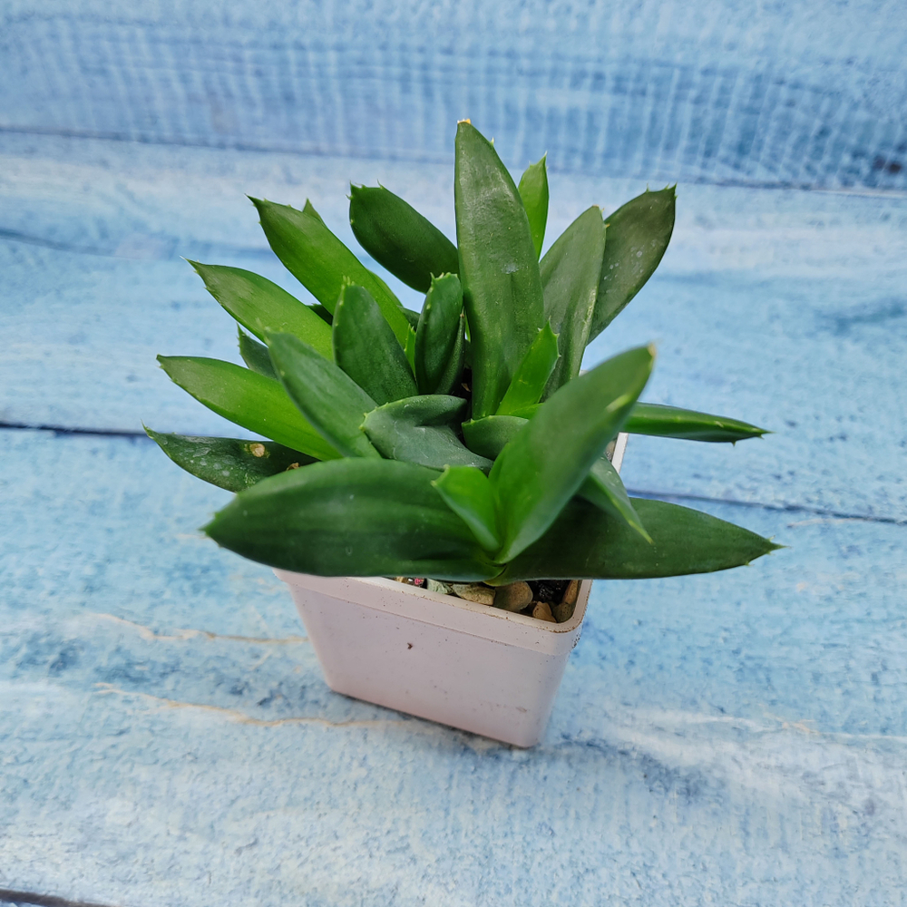 Haworthia Pentagona (Хавортия)