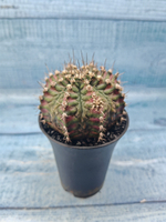 Gymnocalycium T-Rex Pink hybride (Гимнокалициум)